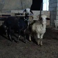 میش و بره