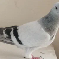 دم سفید سینه سرخ