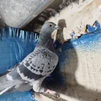 کفترآلمانی،ماده|حیوانات|اسلام‌شهر, شاطره|دیوار