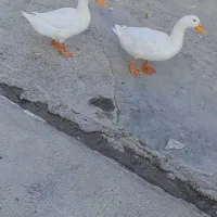 اردک
