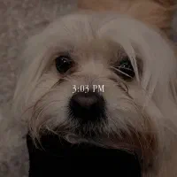 سگ خانگی|سگ|زنجان, |دیوار