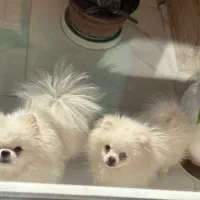 پدر و‌پسر یکی بخر دو تا ببر|سگ|فردیس, دهکده|دیوار