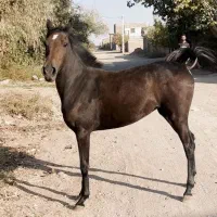 کره مادیون درجه یک