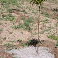 باغ۴ساله۱۲۰۰متری.سنددار ۶۰۰میلیون.درعلی آباد|فروش زمین و ملک کلنگی|خلخال, |دیوار
