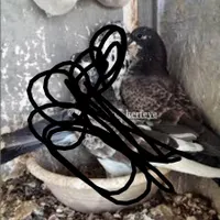 کبوتر باخت رفته