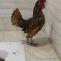 خروس سبرایت