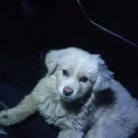 سگ گمشده مادر ۶تا توله