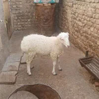 بره نر