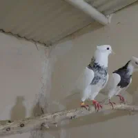 طوقی نر  درجه یک|پرنده|مسجد سلیمان, |دیوار