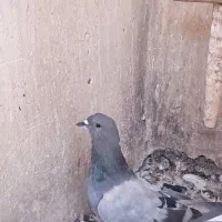 خرقه