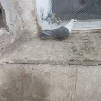 کله سفید ماده|پرنده|سبزوار, امام خمینی (ناوی)|دیوار