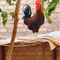 مرغ و خروس