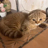 بچه گربه نژاد دار