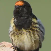گلبسر