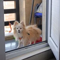 پامرانین روباهیی|سگ|سقز, |دیوار