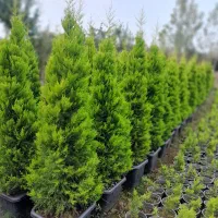 گل و گیاه کاج لاوسون کامیس مورت ...