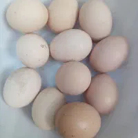 تخم مرغ محلی