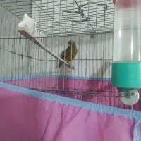 قناری  فروشی فوری  فوری