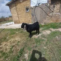 فروش یک راس بزنر