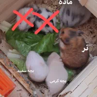 همستر های لپ دار کوچک