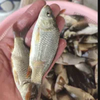 ماهی کپور غزل