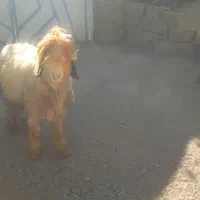 معاوضه نرمیش با میش یا بز