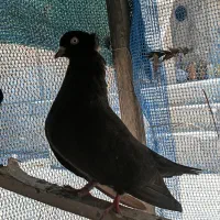 کبوتر سیاه