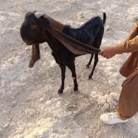 تکه  گلابی|حیوانات مزرعه|هیرمند, |دیوار