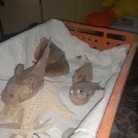 ماهی مصنوعی برای دکور