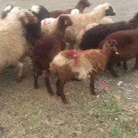 ایام عید گوسفند چاق و زنده برای مراسمات|حیوانات مزرعه|تهران, پردیسان|دیوار