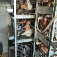 جوجه مرغ خروس بومی محلی تخمگذار لوهمن آمروک پاسیاه|حیوانات مزرعه|شیراز, دودمان|دیوار