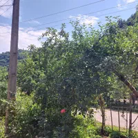 اجاره روزانه خانه ویلایی ۱۰۰ متری ۲ خوابه|اجارهٔ کوتاهمدت ویلا و باغ|رضوانشهر, |دیوار