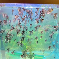 فروش عمده آنجل