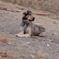 پژدر اصیل فریمان