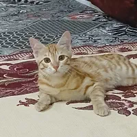 گربه تازه رفته تو ۳ماه|گربه|ساوه, |دیوار