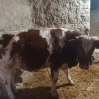 تلیسه یک سال سمیتال باب  داشت تماس