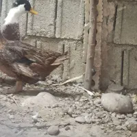 اردک تخم گذار مکان (وحدتیه)|حیوانات مزرعه|وحدتیه, |دیوار