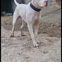 گمشده|حیوانات|اندیمشک, |دیوار