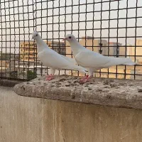 باسلام|پرنده|گلستان (تهران), |دیوار