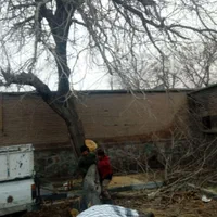 اره موتوری و اره برقی قطع و هرس درخت خرید چوب