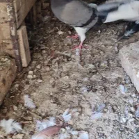 کبوتر کفتر|پرنده|رودان, |دیوار