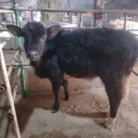 ۳راس ورزاچالوسی استاندارد لیشه ۰۰۰دامداری مجید۰۰۰