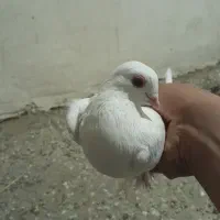 کبوتر|پرنده|باسمنج, |دیوار