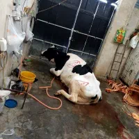 خریدفروش گاوگوسفندافتاده شکسته سرزده
