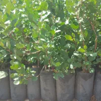 نهال پسته گلدانی ارسال از یزد هست|خدمات باغبانی و درختکاری|خاش, |دیوار