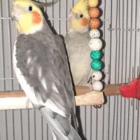 عروس هلندی|پرنده|صومعهسرا, |دیوار