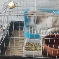 خرگوش لپی|موش و خرگوش|بوشهر, |دیوار