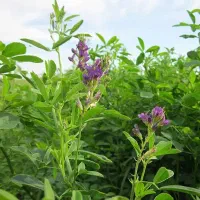 یونجه|خدمات باغبانی و درختکاری|خرامه, |دیوار