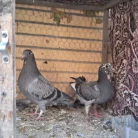 جوجه پلاکی درجه یک|پرنده|لنجان, |دیوار