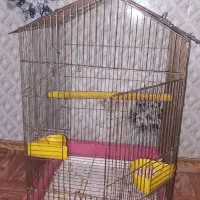 قفس پرنده